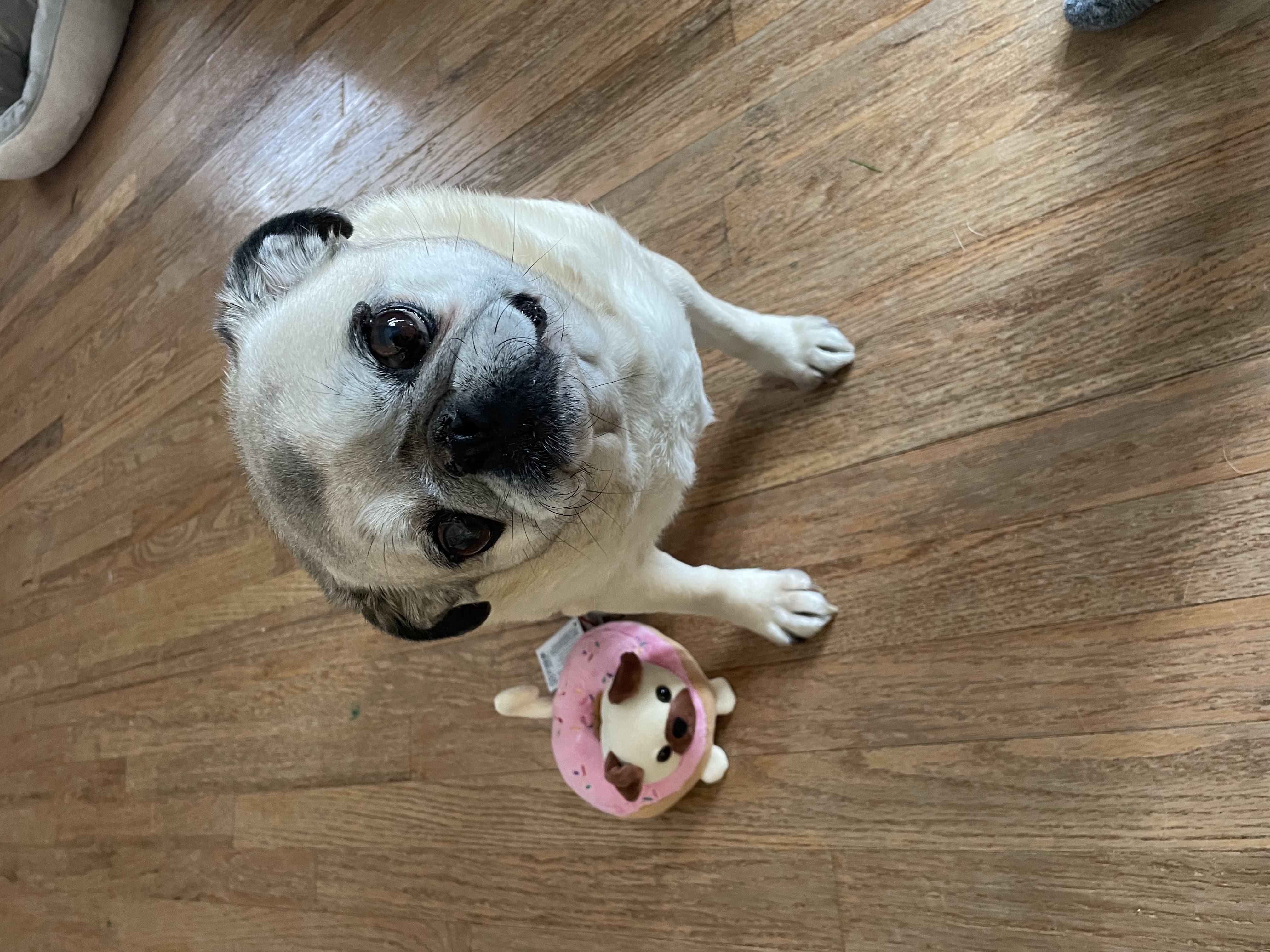 Jonahs pug